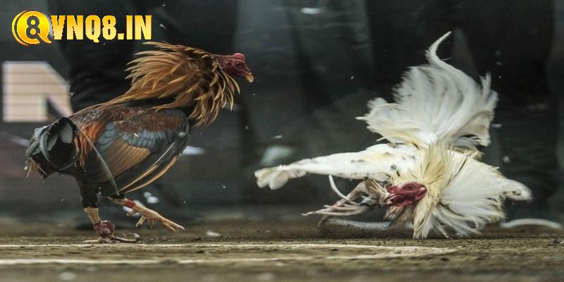 Đặt cược và theo dõi màn đấu