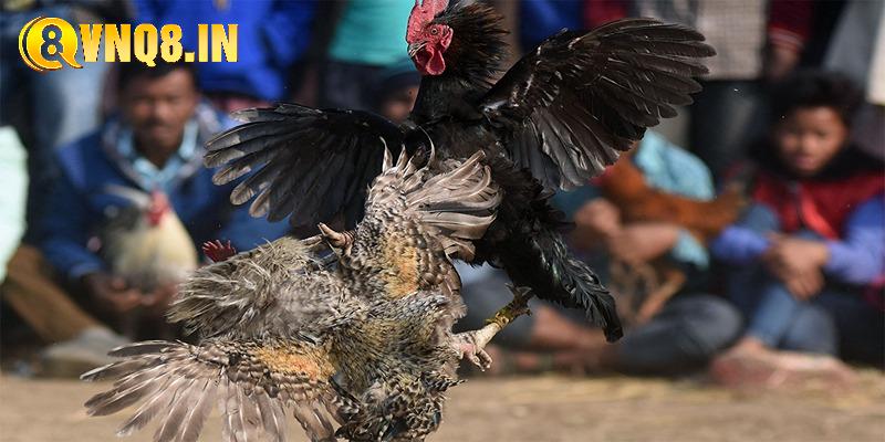 Tổng quan về chuyên mục ĐÁ GÀ siêu hấp dẫn tại nhà cái
